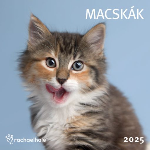 Falinaptár Cardex lemez 2025. évi, Macskák